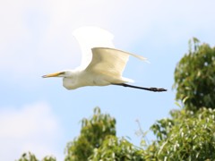 さぎ
