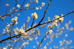 梅