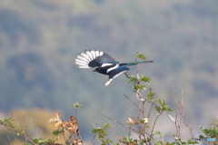 カササギ
