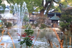 天満宮の万両