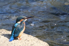 カワセミ