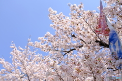 ちと隠しちゃった