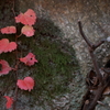 深大寺散歩３