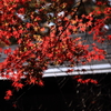 深大寺散歩４