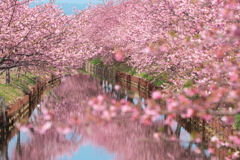 河津桜ロード