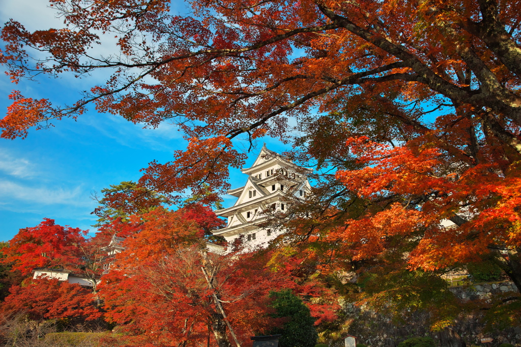 郡上八幡城の紅葉