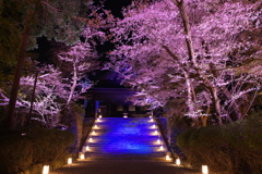 三井寺 春のライトアップ2022