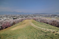 弘法山古墳の桜⑤
