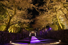 三井寺 春のライトアップ2022
