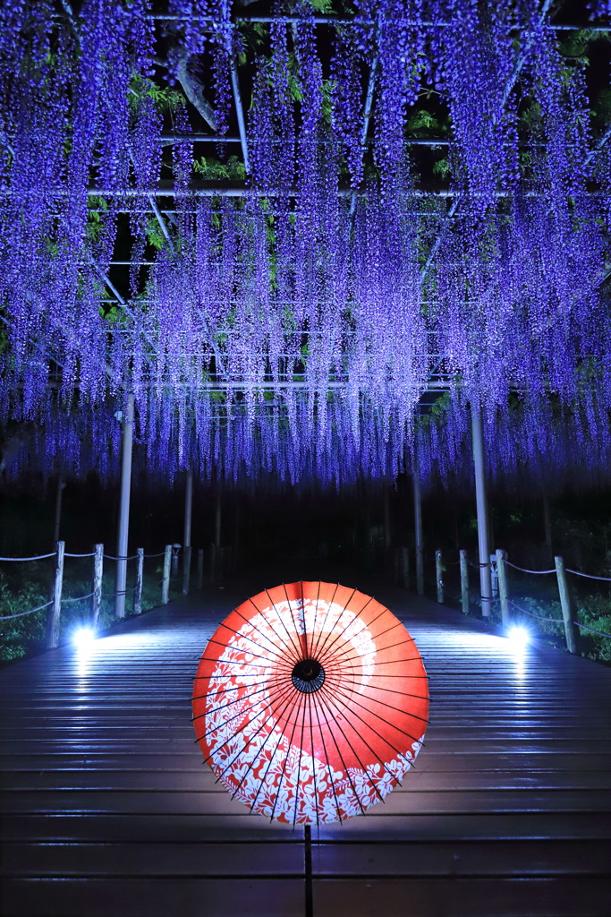 藤の花に和傘をそえて・・・