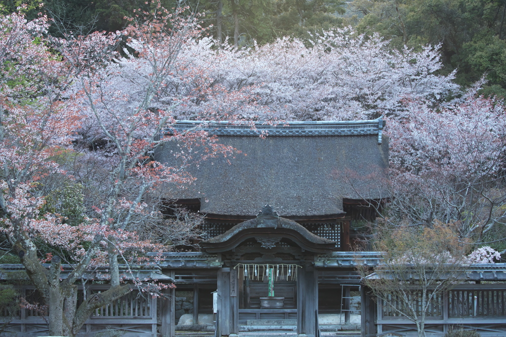 三井寺の桜