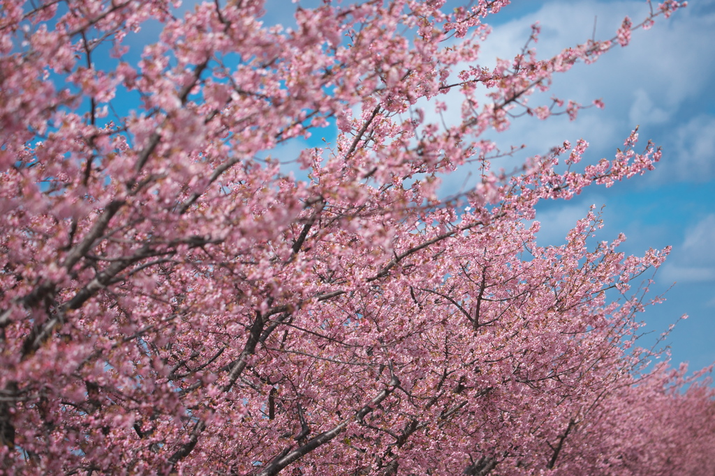 笠松河津桜ロード2024