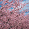 笠松河津桜ロード2024