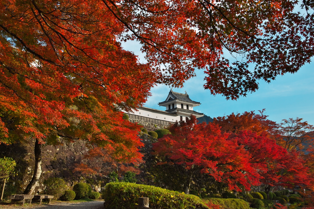 郡上八幡城の紅葉