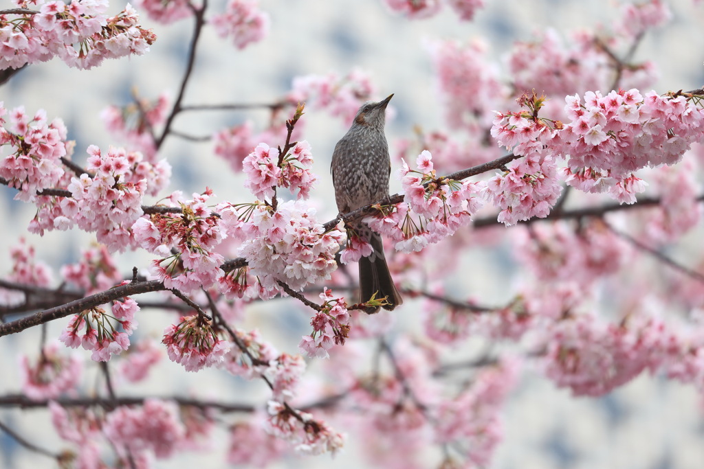 ヒヨドリ桜１