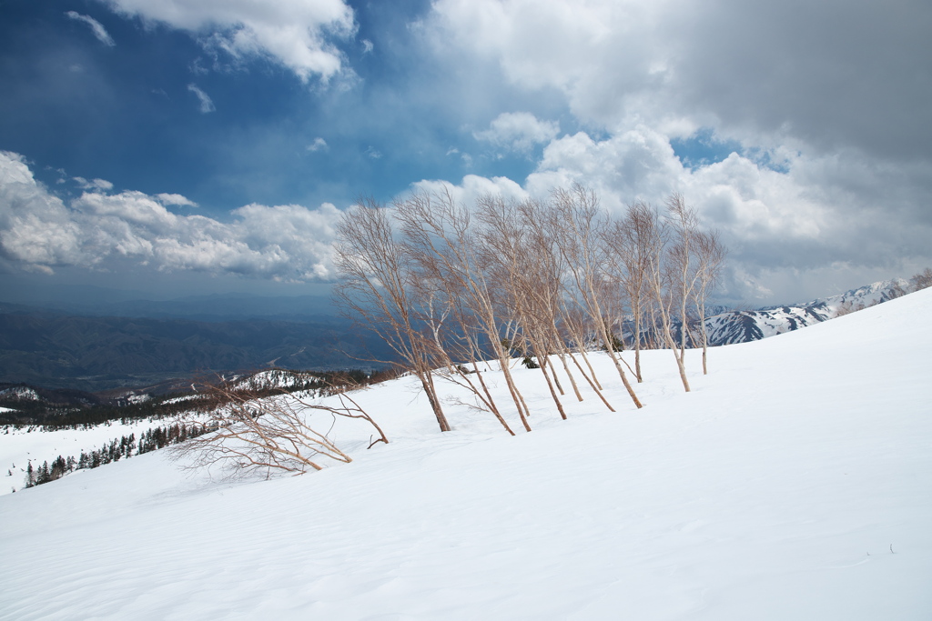 残雪期の栂池自然園