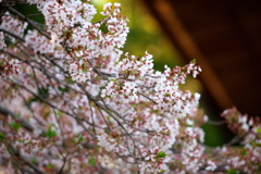 三井寺の桜