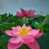 森川花はす田