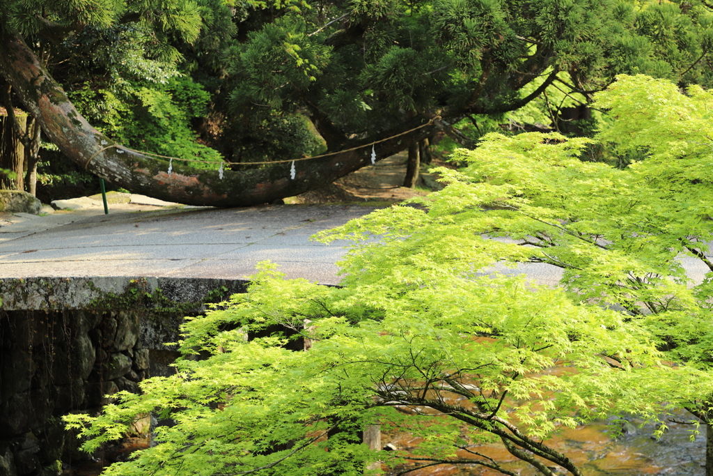 日吉大社①