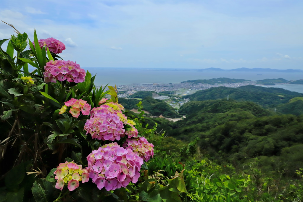 三ヶ根山 あじさい⑦