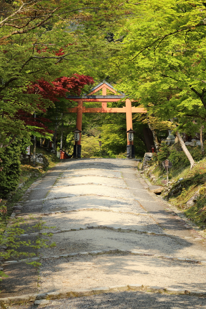 日吉大社②