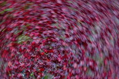 ローリングモミジ