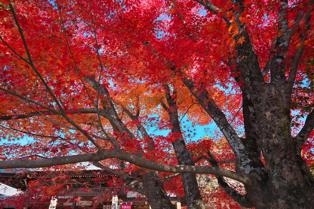 犬山寂光院