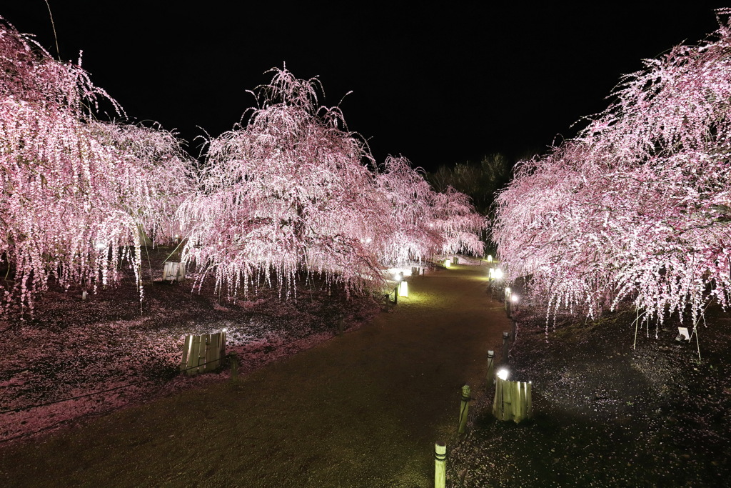 鈴鹿の森庭園ライトアップ