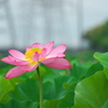森川花はす田