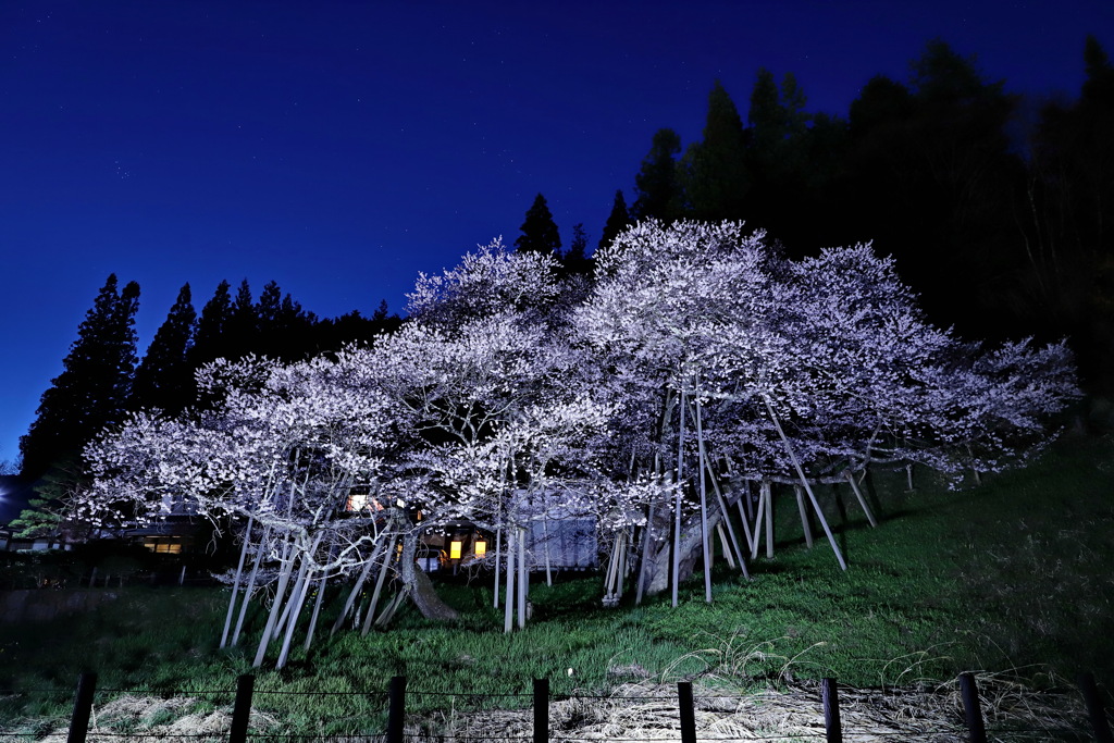 臥龍桜