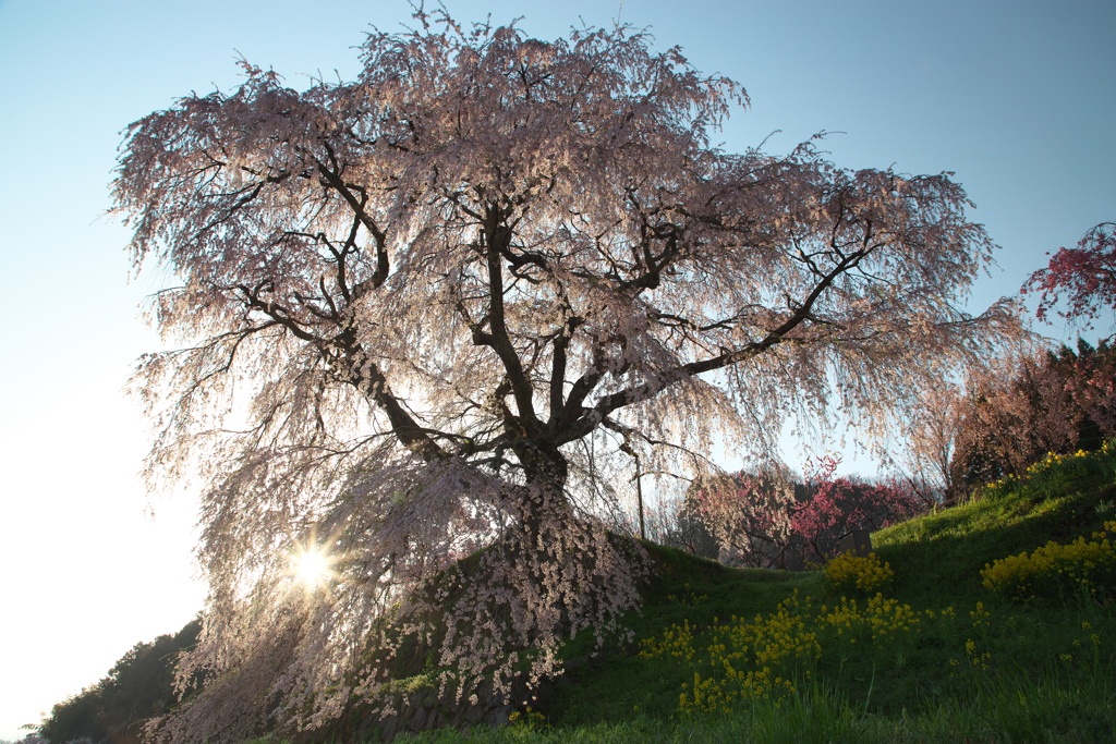 又兵衛桜