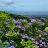 三ヶ根山 あじさい④
