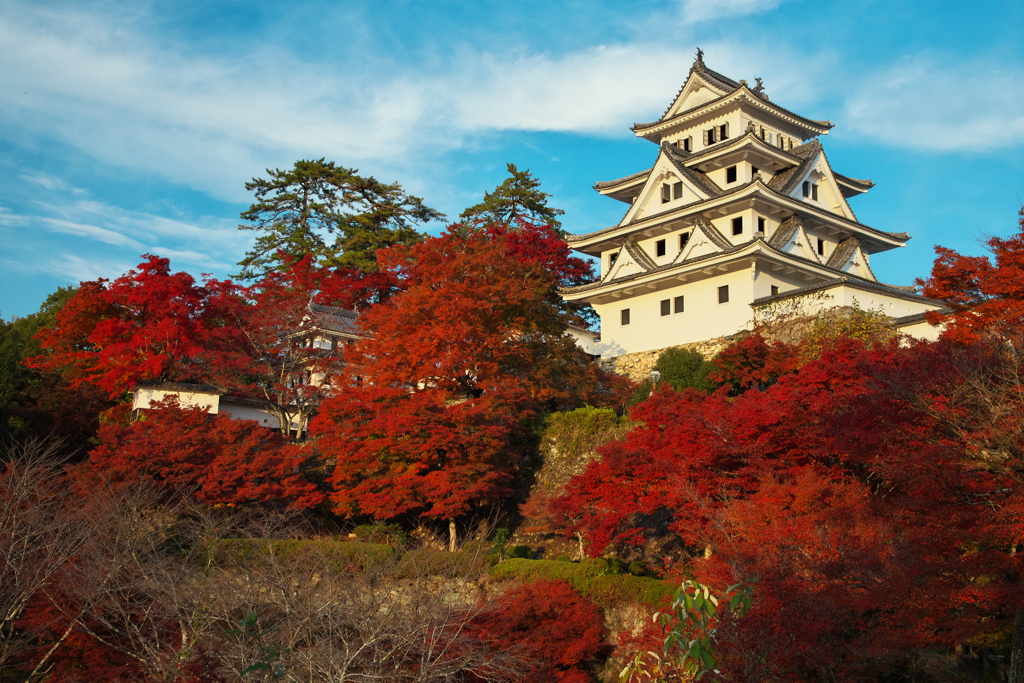 郡上八幡城の紅葉