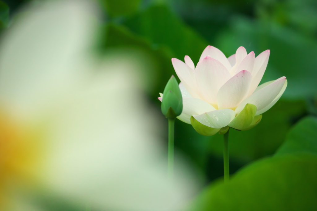 森川花はす田