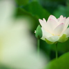 森川花はす田