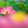 森川花はす田
