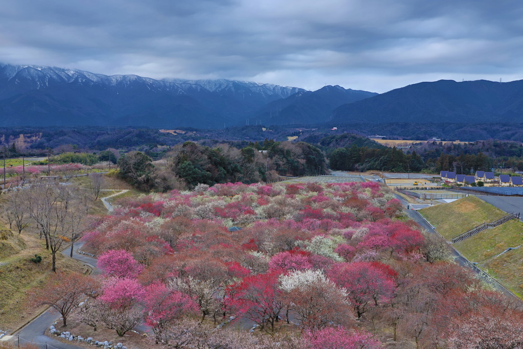 いなべ市梅林公園