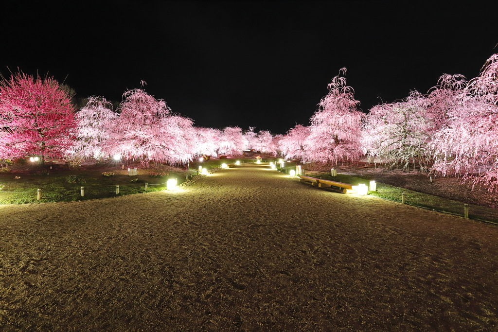 鈴鹿の森庭園ライトアップ