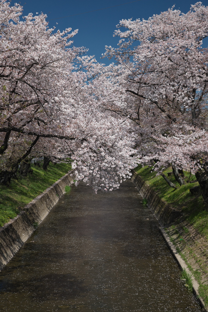 五条川の桜
