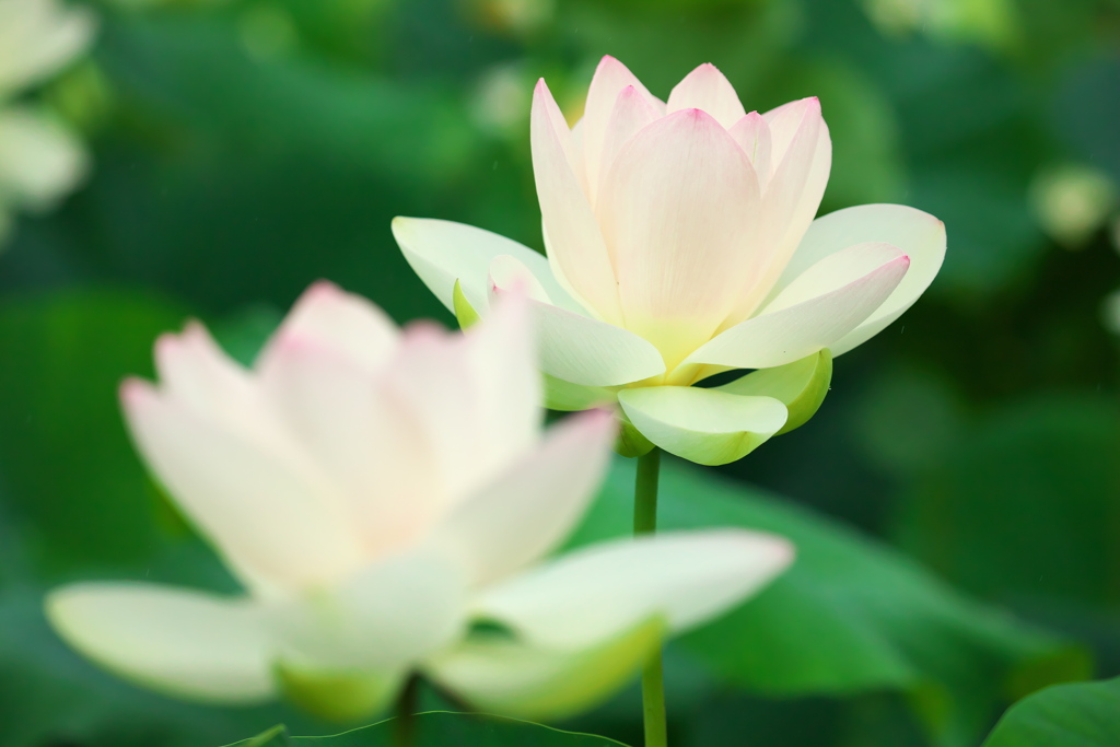 森川花はす田