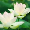 森川花はす田