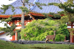 奈良への旅