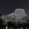 黒船桜