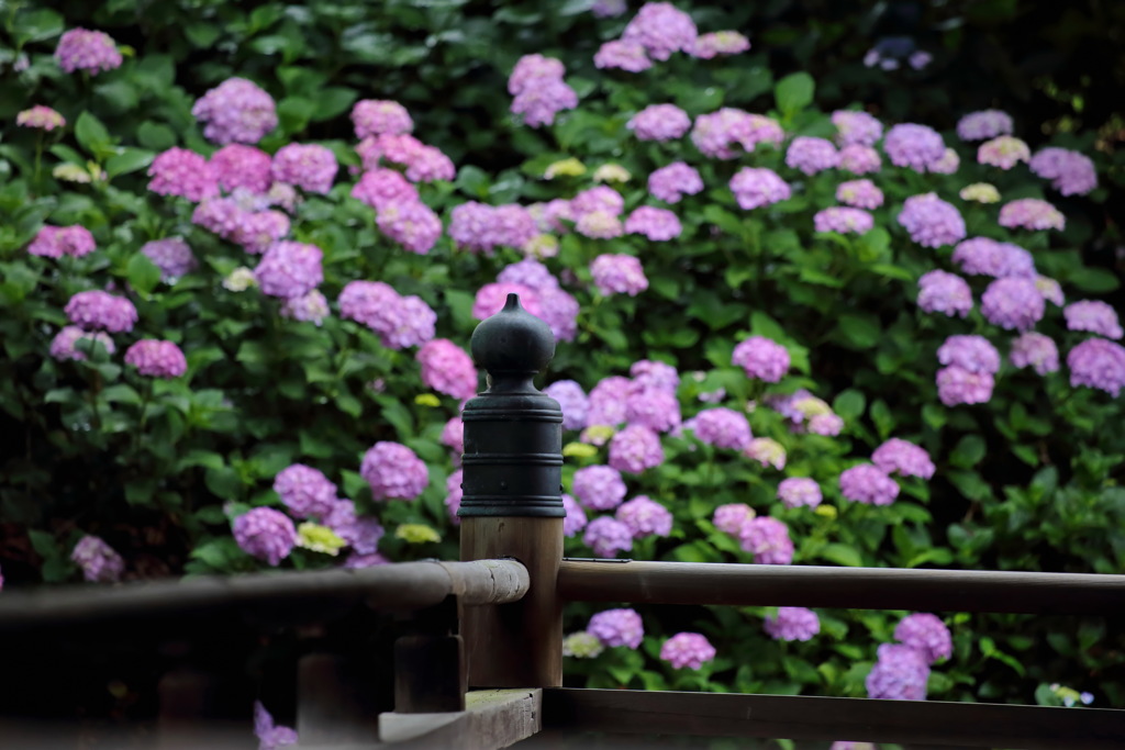 性海寺 あじさい①