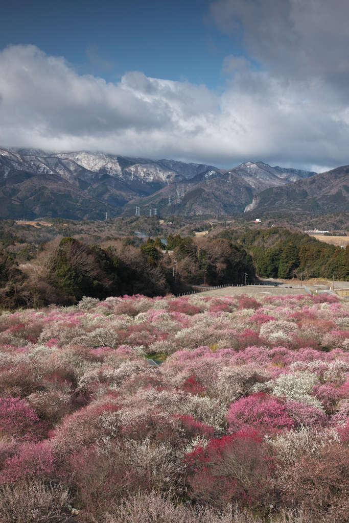 いなべ梅林公園
