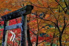 大矢田神社の鳥居と紅葉