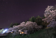 臥龍桜