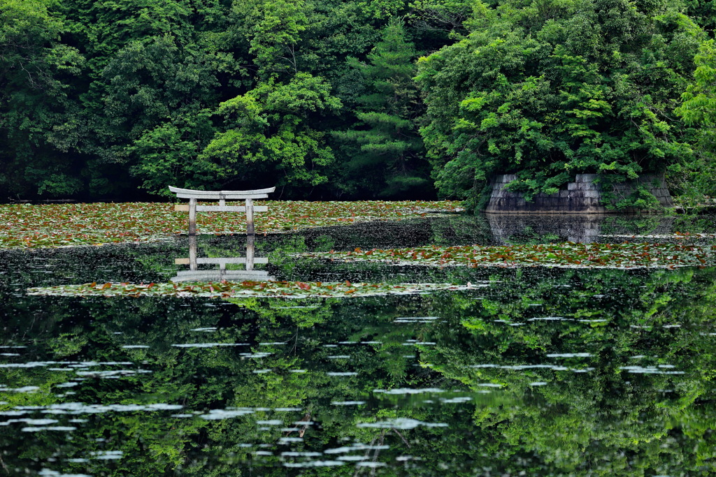 弁天池の沈み鳥居２