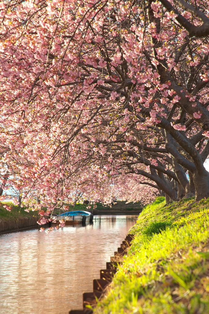 笠松河津桜ロード2024