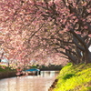 笠松河津桜ロード2024